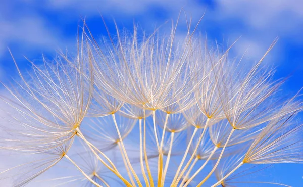 Abstrakta Maskros Blomma Textur Bakgrund Närbild — Stockfoto