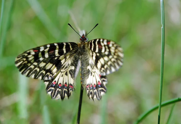 Schmetterling Auf Einer Sonnigen Wiese Frühlingsschmetterlinge Südliche Girlande — Stockfoto