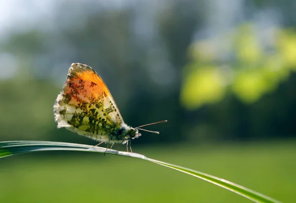 Borboleta Ponta Laranja Borboleta Prado Ensolarado Borboletas Primavera Asas Transparentes — Fotografia de Stock