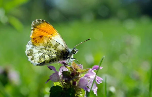 Farfalla Punta Arancione Farfalla Prato Soleggiato Farfalle Primaverili Ali Luminose — Foto Stock