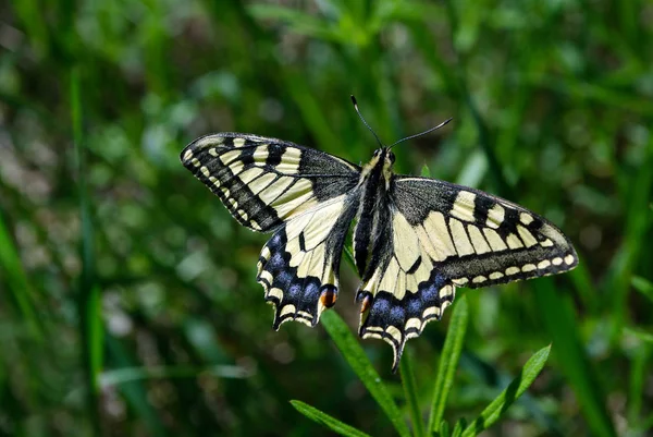 Mariposa Prado Soleado Mariposas Primavera Festón Del Sur — Foto de Stock