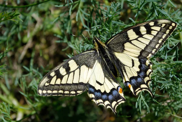 Πεταλούδα Ένα Ηλιόλουστο Λιβάδι Άνοιξη Πεταλούδες Νότια Γιρλαντα — Φωτογραφία Αρχείου
