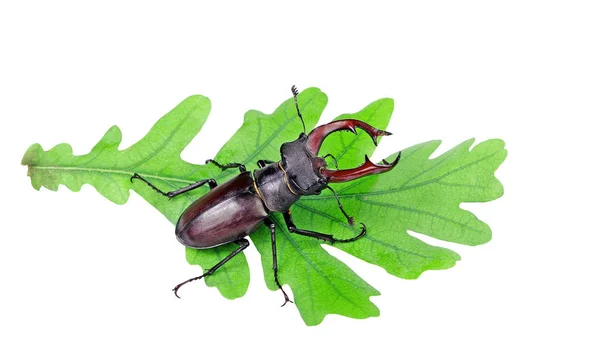 Stag Beetles Dry Branch Oak Isolated White — Stock Photo, Image