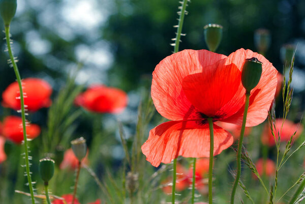 red poppies blooming on the field. close up.