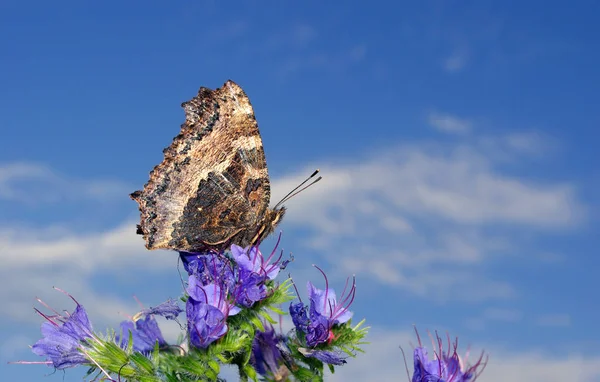 beautiful butterfly on a flower against  blue sky. butterfly large tortoiseshell.