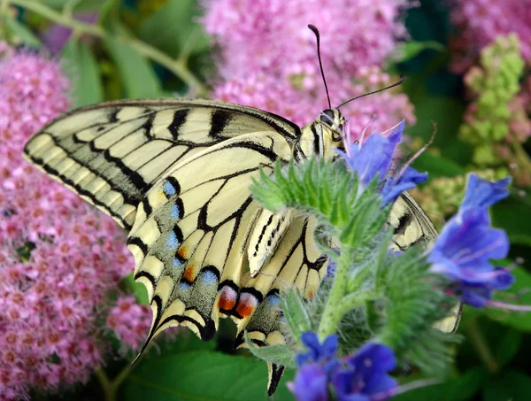 Çiçekler Üzerinde Kelebek Bir Çiçekli Çayır Üzerinde Kelebek Machaon Yakın — Stok fotoğraf