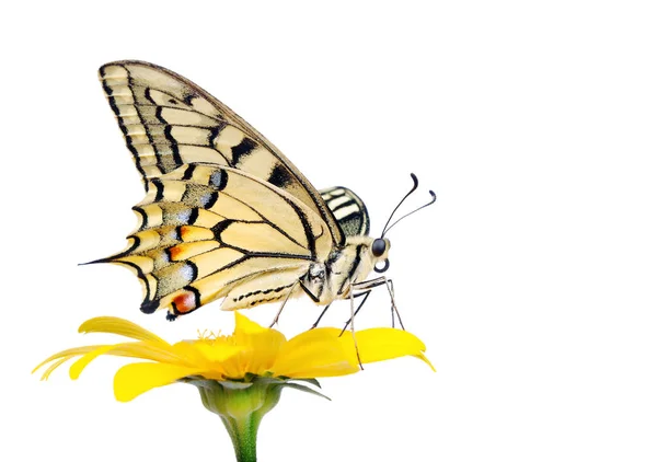 Butterfly on a flower isolated on white.  Swallowtail butterfly, Papilio machaon