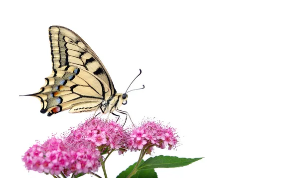 Beyaz Izole Bir Çiçek Kelebek Swallowtail Kelebek Papilio Machaon — Stok fotoğraf