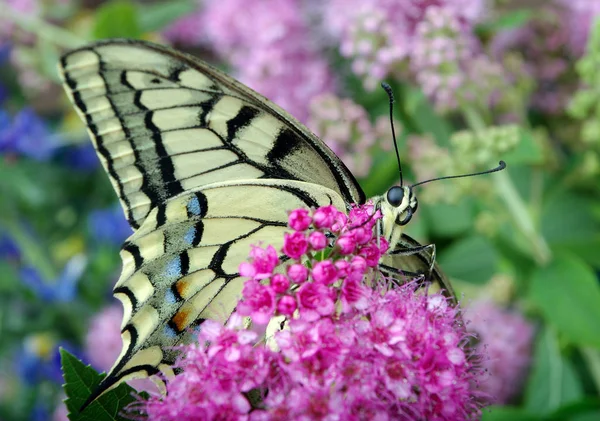 蝴蝶在花上 Machaon 在一个开花的草地上 — 图库照片