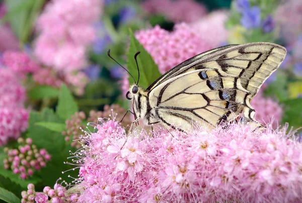 Papillon Sur Les Fleurs Machaon Papillon Sur Une Prairie Fleurie — Photo