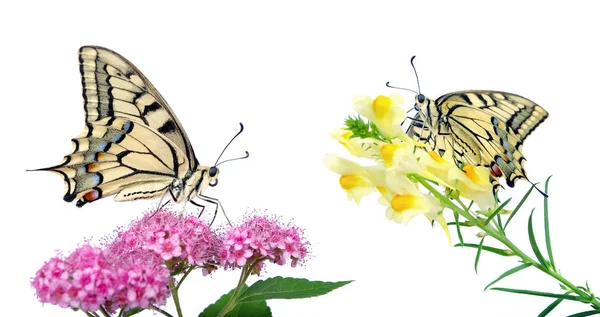 Бабочка Цветке Изолированном Белом Ласточковая Бабочка Papilio Machaon — стоковое фото