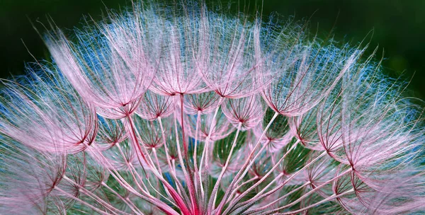 Soyut Karahindiba Çiçek Doku Arka Plan Yakın Çekim — Stok fotoğraf