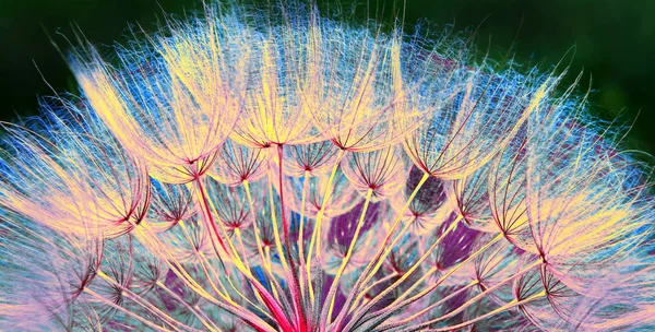 タンポポの花を抽象的なテクスチャ背景 クローズ アップ — ストック写真