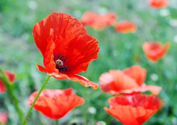 Kırmızı haşhaş sahada çiçeklenme. yakın çekim.