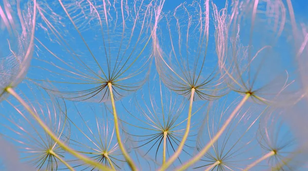 Soyut Karahindiba Çiçek Doku Arka Plan Yakın Çekim — Stok fotoğraf