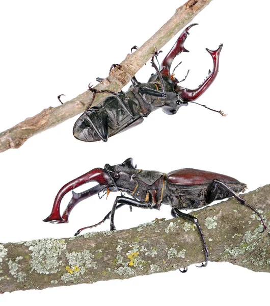 在白色的橡木干枝上的鹿甲虫 — 图库照片