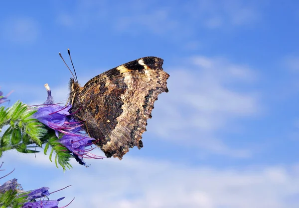 beautiful butterfly on a flower against  blue sky. butterfly large tortoiseshell.