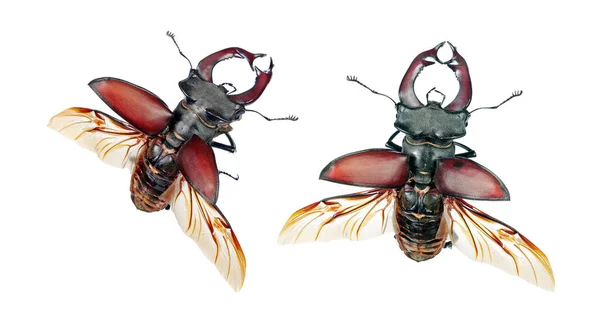 Dendroctone Cerf Aux Ailes Ouvertes Isolé Sur Blanc — Photo