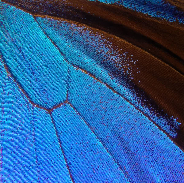 Φτερά Της Πεταλούδας Οδυσσέα Κινηματογράφηση Πρώτο Πλάνο Φτερά Πεταλούδας Υφή — Φωτογραφία Αρχείου