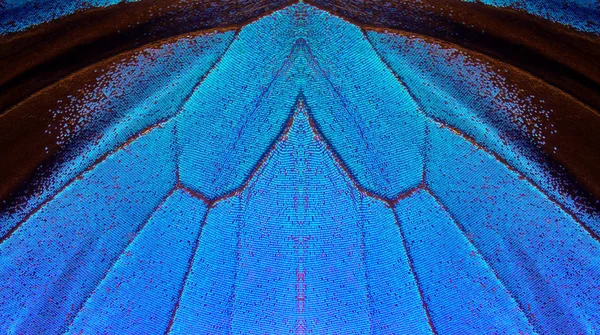 Ulysses Pillangó Szárnyak Vértes Szárnyak Egy Pillangó Textúra Háttér — Stock Fotó