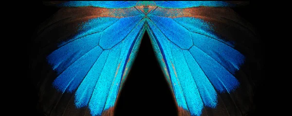 Ulysses Kelebek Kanatları Portre Bir Kelebeğin Kanat Arka Plan Doku — Stok fotoğraf