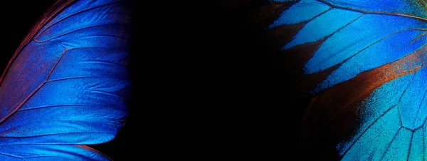 ユリシーズ蝶の羽 クローズ アップ 蝶の翼テクスチャ背景 — ストック写真