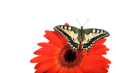 Beyaz izole bir çiçek kelebek. Gerbera çiçek. Swallowtail Kelebek, Papilio machaon. kopya alanlarda.