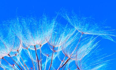   Mavi soyut karahindiba çiçek doku arka plan. Güneş doğuyor. Aşırı makro. Yumuşak odak.