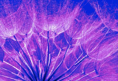   Mavi soyut karahindiba çiçek doku arka plan. Güneş doğuyor. Aşırı makro. Yumuşak odak.