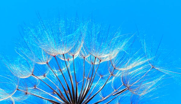 Azul Abstrato Dandelion Flor Textura Fundo Nascer Sol Extrema Macro — Fotografia de Stock