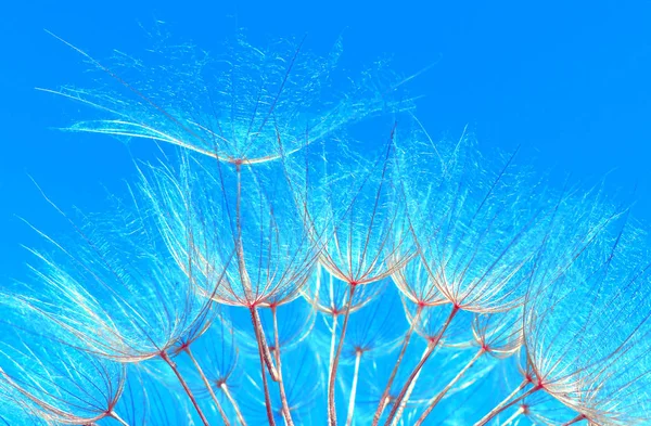 Azul Abstrato Dandelion Flor Textura Fundo Nascer Sol Extrema Macro — Fotografia de Stock