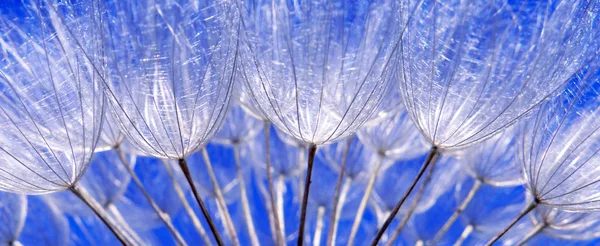 Modrý Květ Pampelišky Abstraktní Pozadí Textury Východ Slunce Extrémní Makro — Stock fotografie