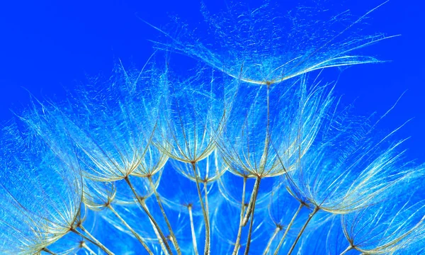 Azul Abstrato Dandelion Flor Textura Fundo Nascer Sol Extrema Macro — Fotografia de Stock