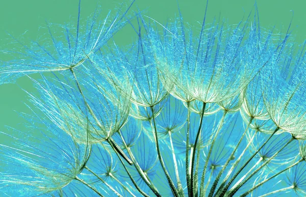 Blå Abstrakt Maskros Blomma Textur Bakgrund Soluppgång Extrema Makro Mjukt — Stockfoto