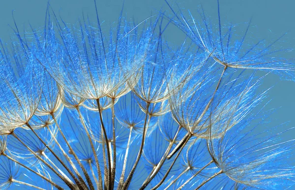 Bleu Abstrait Fond Texture Fleur Pissenlit Lever Soleil Extrême Macro — Photo