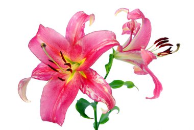Beyaz arka plan üzerinde izole pembe lily. yakın çekim