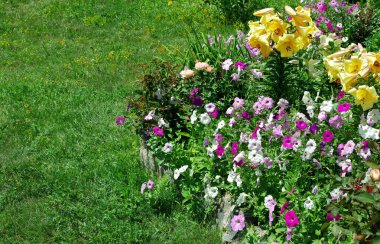 Bahçedeki flowerbed. kopya alanlarda.