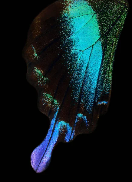 Kelebek Kanatları Papilio Blumei Yakın Çekim Bir Kelebeğin Kanat Arka — Stok fotoğraf