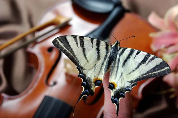 Violin Butterfly Silk Background Violin Lily — Stock Photo, Image