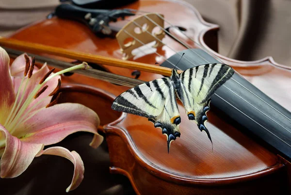 Violon Papillon Sur Fond Soie Violon Lys — Photo