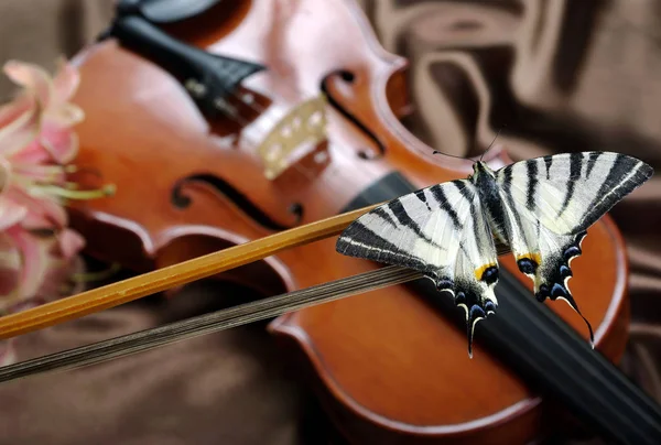 Violon Papillon Sur Fond Soie Violon Lys — Photo