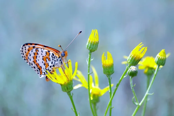 Bbeautiful Vlinder Een Weide Borstel Vlinders Eautiful Vlinder Een Weide — Stockfoto