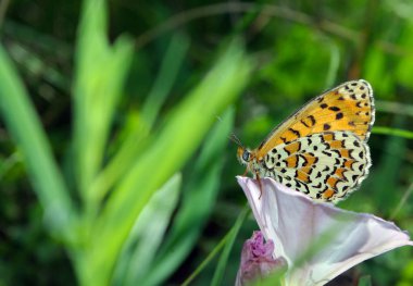 Parlak kırmızı kelebek bir çayır üzerinde. Fırça ayaklı kelebekler. Yakın çekim.