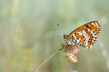 güzel kelebek bir çayır üzerinde. fırça ayaklı kelebekler. kopya alanlarda.