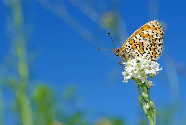 Prachtige Vlinder Een Weide Borstel Vlinders Kopie Ruimten — Stockfoto
