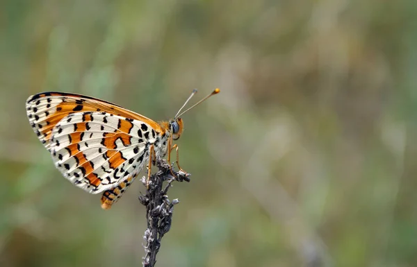 Hermosa Mariposa Prado Mariposas Con Patas Cepillo Espacios Copia — Foto de Stock