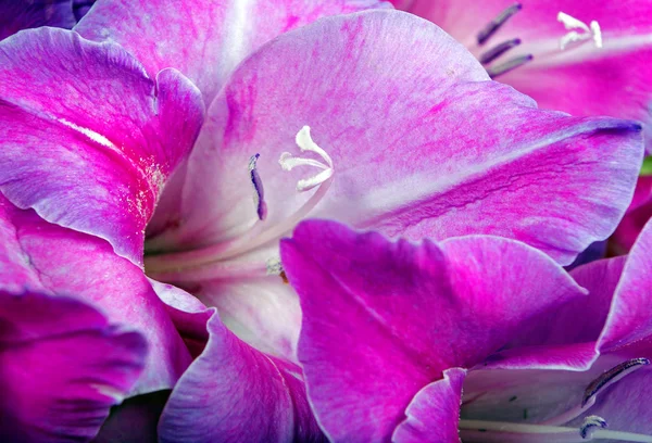 Gladiolen Blühen Nahaufnahme Von Oben — Stockfoto