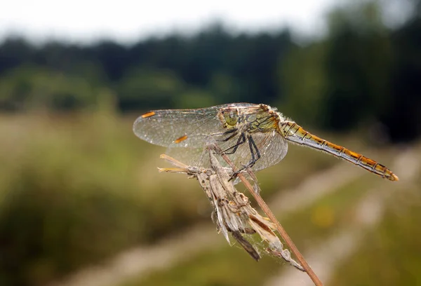 Dragonfly Sitting Dry Branch Close — Stock Photo, Image