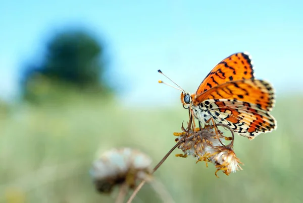 Prachtige Vlinder Een Weide Borstel Vlinders — Stockfoto