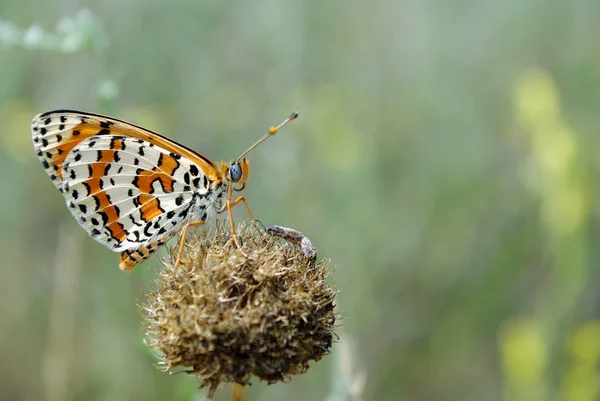 Parlak Kırmızı Kelebek Bir Çayır Üzerinde Fırça Ayaklı Kelebekler — Stok fotoğraf